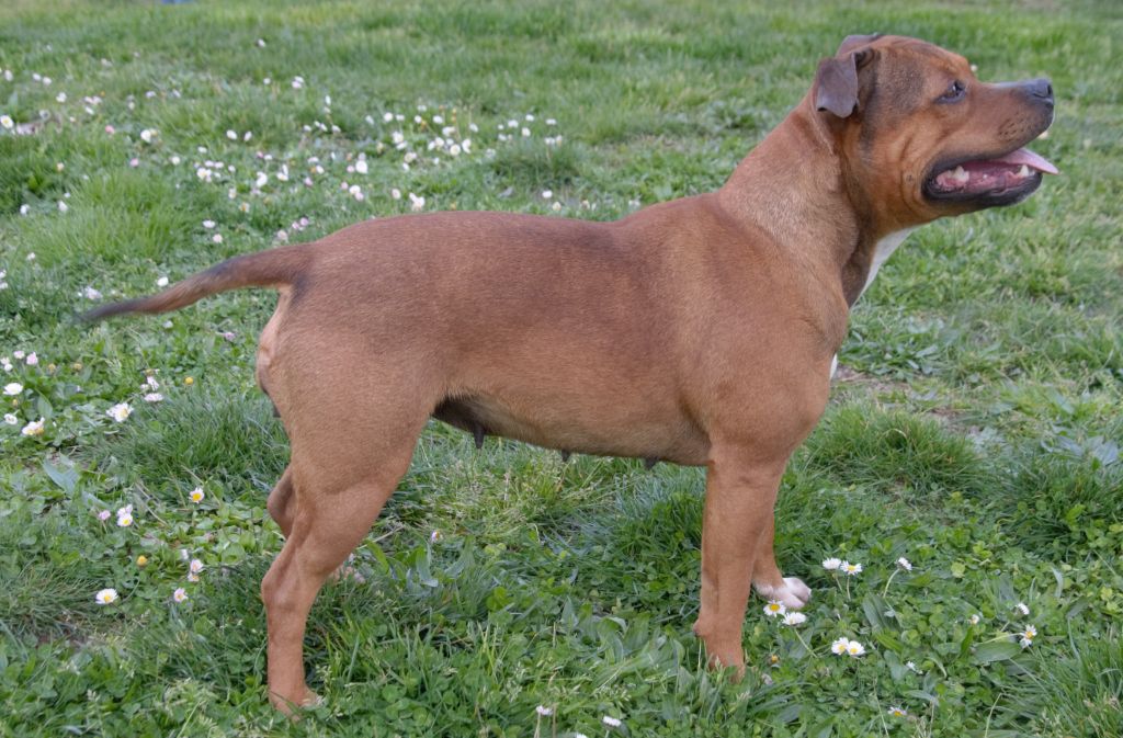 Under Djust Staffie