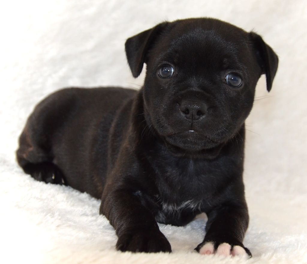 Djust Staffie - Staffordshire Bull Terrier - Portée née le 06/08/2025