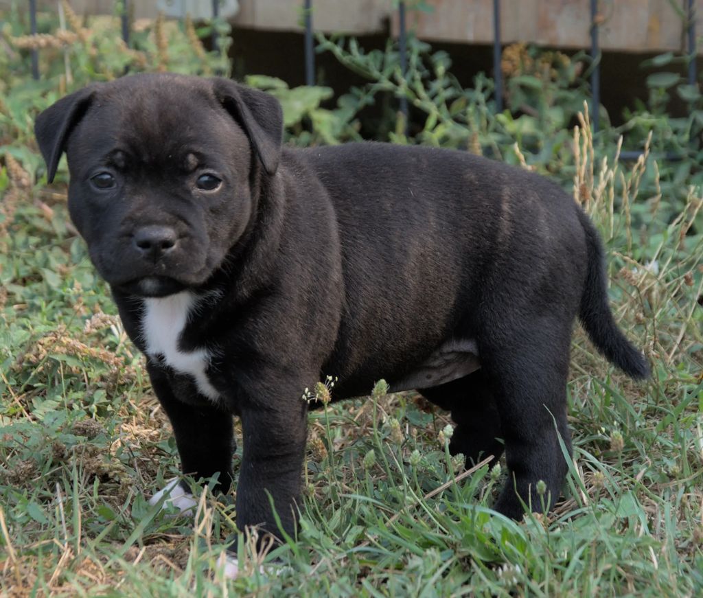Djust Staffie - Staffordshire Bull Terrier - Portée née le 16/07/2025